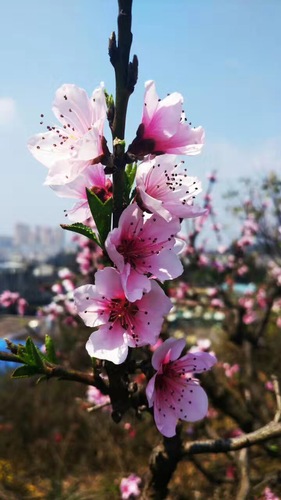 桃花（张宏宇）