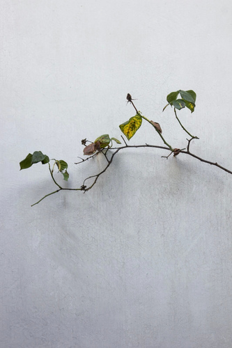 枝