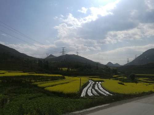 油菜梯田   任波