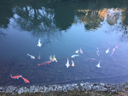 锦鲤   普圣博