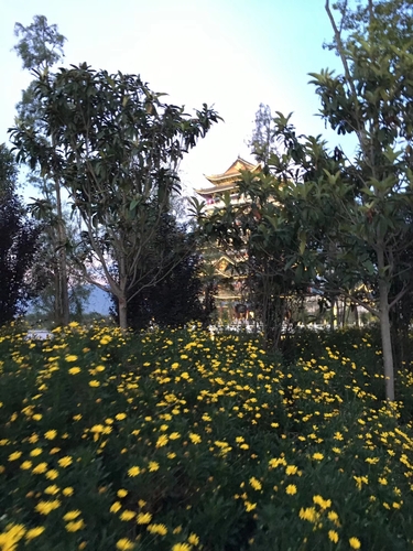 作者：李文忠《古寺菊花》