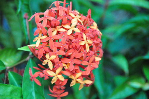 繁花似锦