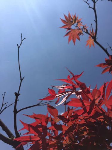作者：马敏龙《一叶知秋》