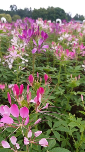 百花争艳 作者:马敏龙 百花争艳 作者:马敏龙