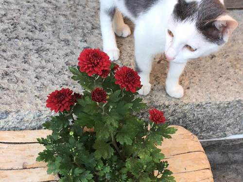 好奇的猫咪-二十八车队-钟红梅