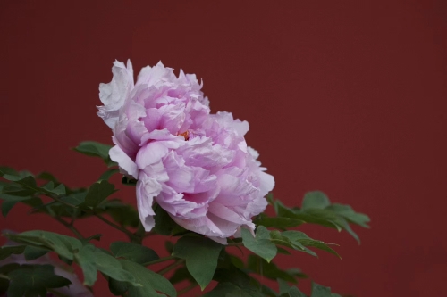 花开富贵--作者--李文云